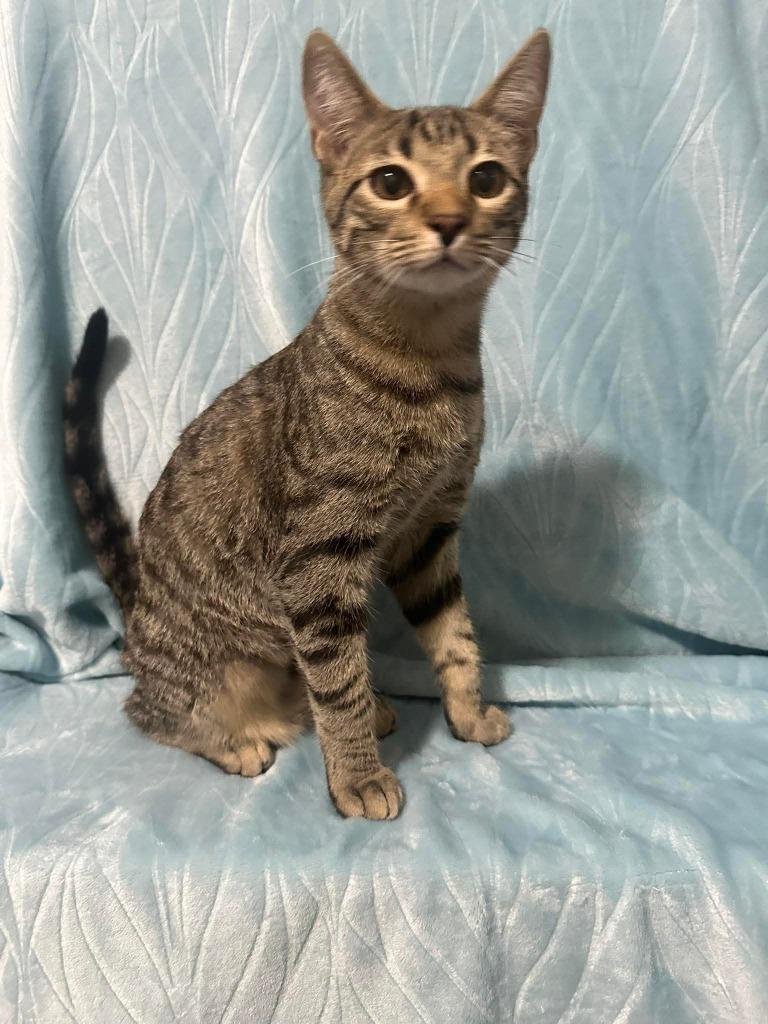 Leo, a Adoptable mixed breed in Miami, OK image 5/5