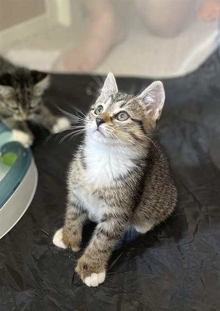 Enlarge MAX, a Adoptable Domestic Short Hair in Brewster, MA image 1/1