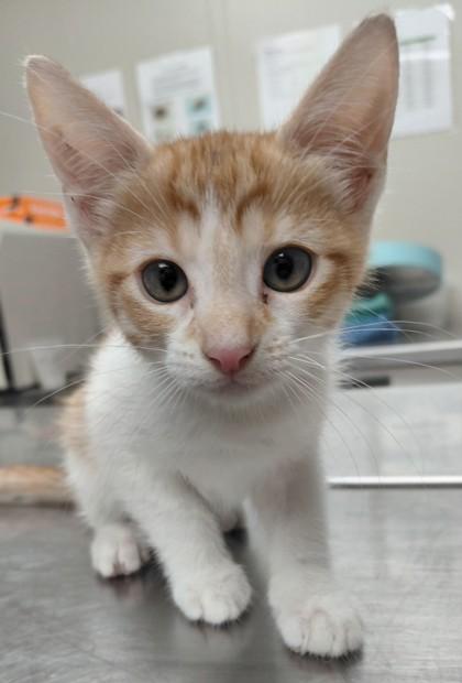 FERRAH, Adoptable, Kitten Female Domestic Short Hair & Domestic Short Hair.