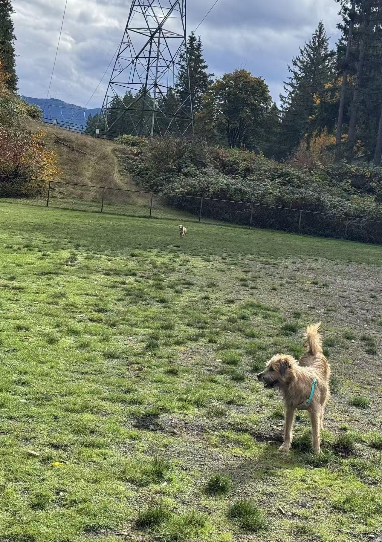 Enlarge Beatles, a Adopted Border Terrier in Sammamish, WA image 5/5