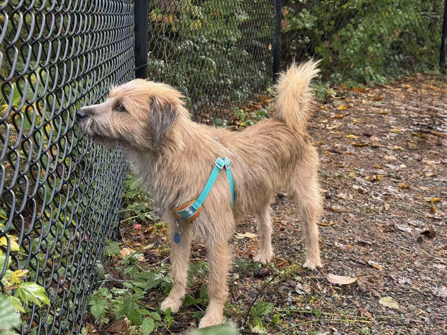 Beatles, Adopted, Young Male Border Terrier.