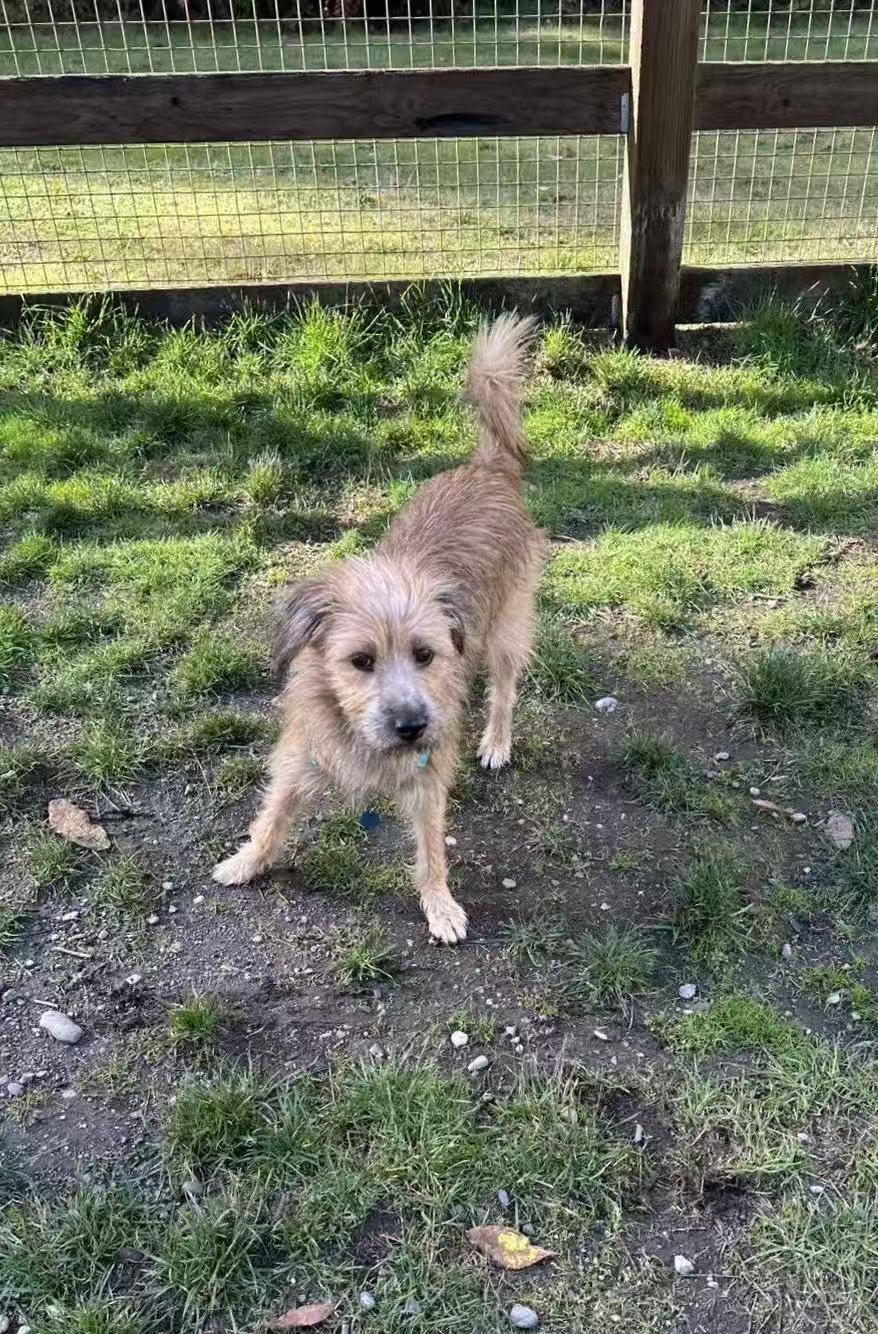 Enlarge Beatles, a Adopted Border Terrier in Sammamish, WA image 3/5