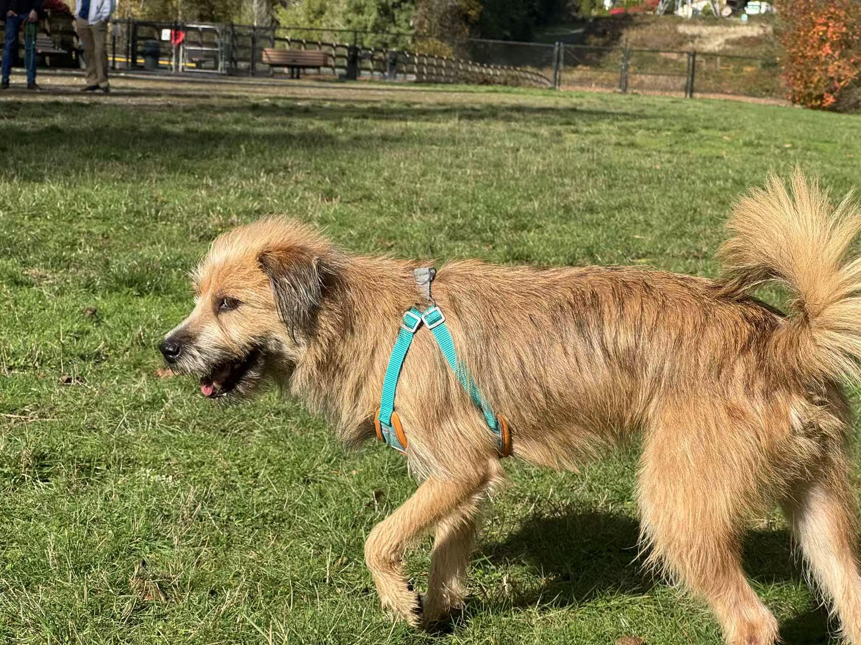 Enlarge Beatles, a Adopted Border Terrier in Sammamish, WA image 4/5