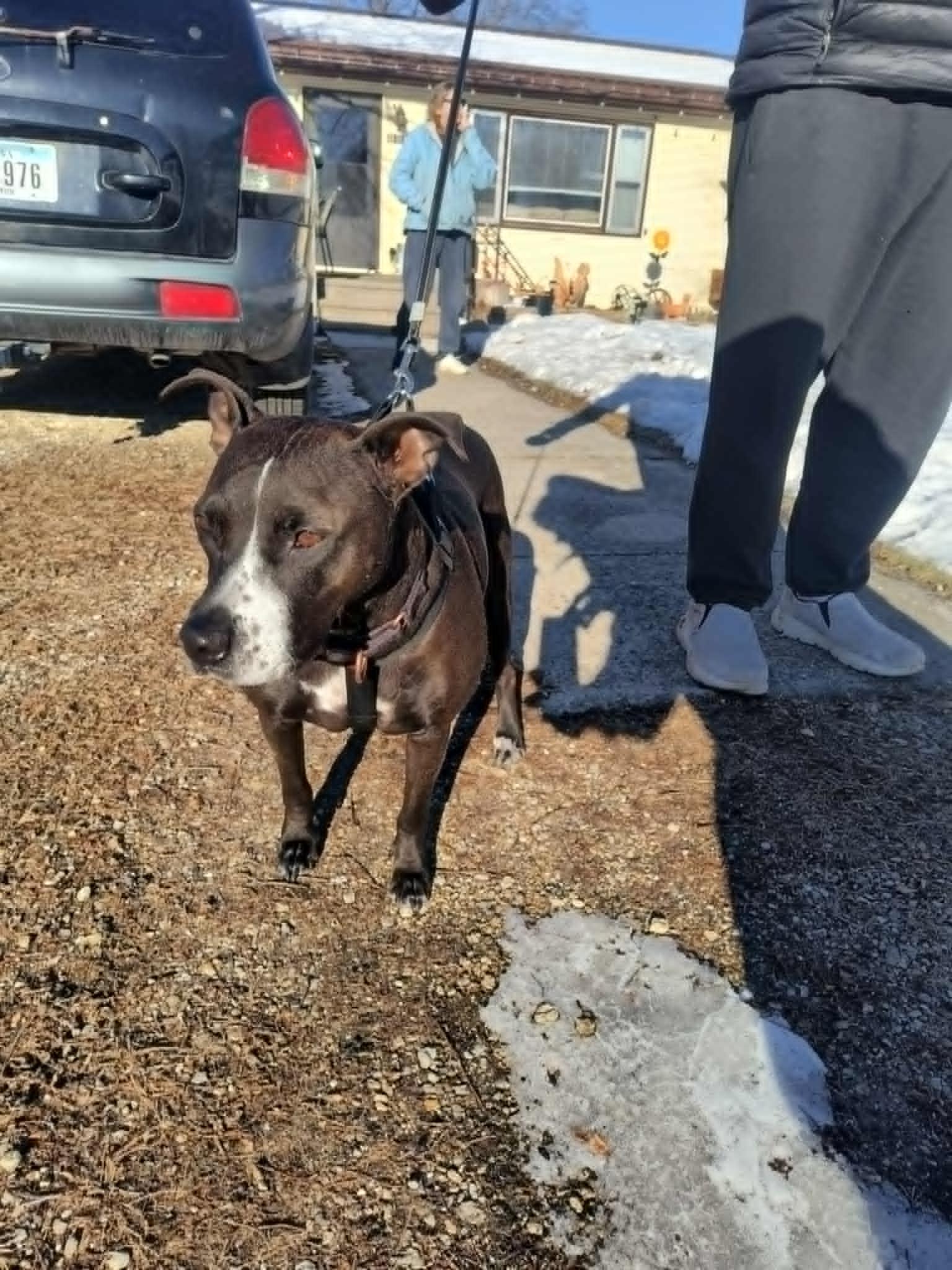 Piper (Courtesy Listing), a Adoptable Staffordshire Bull Terrier in Williamsburg, IA image 1/3