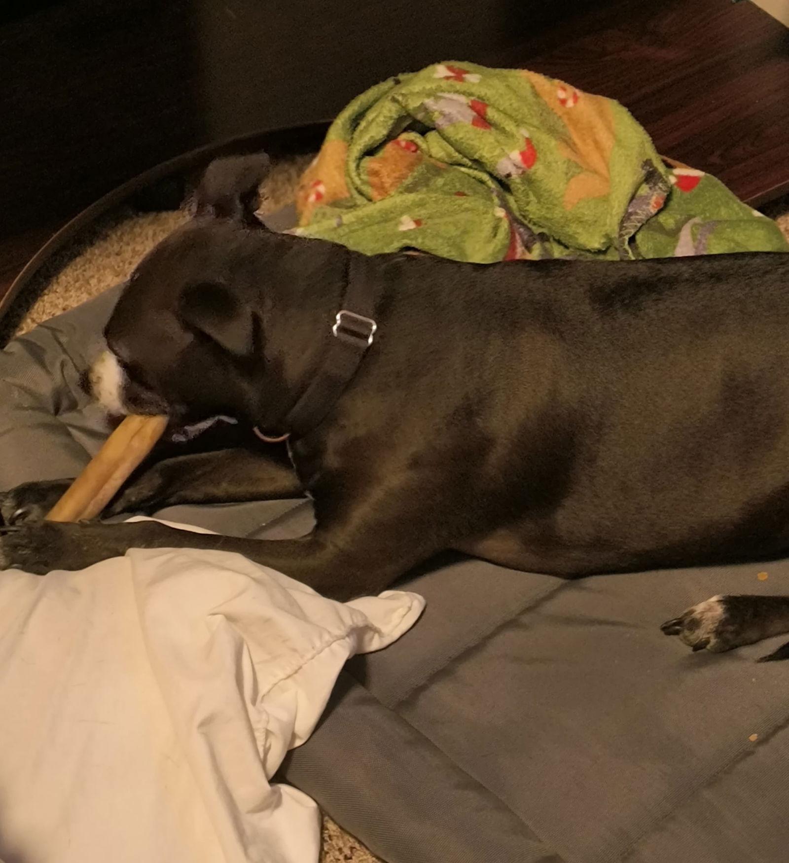 Piper (Courtesy Listing), a Adoptable Staffordshire Bull Terrier in Williamsburg, IA image 3/3