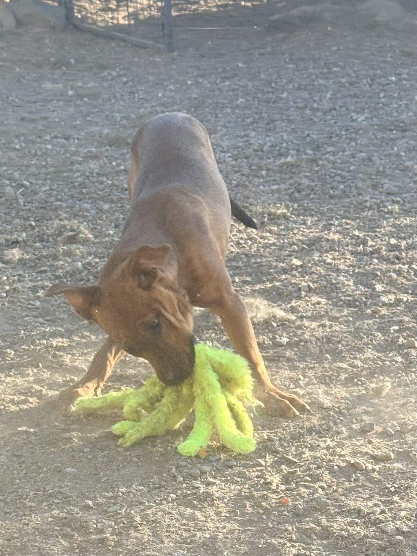 Enlarge Bo Peep, a Adoptable mixed breed in valley springs, CA image 4/6