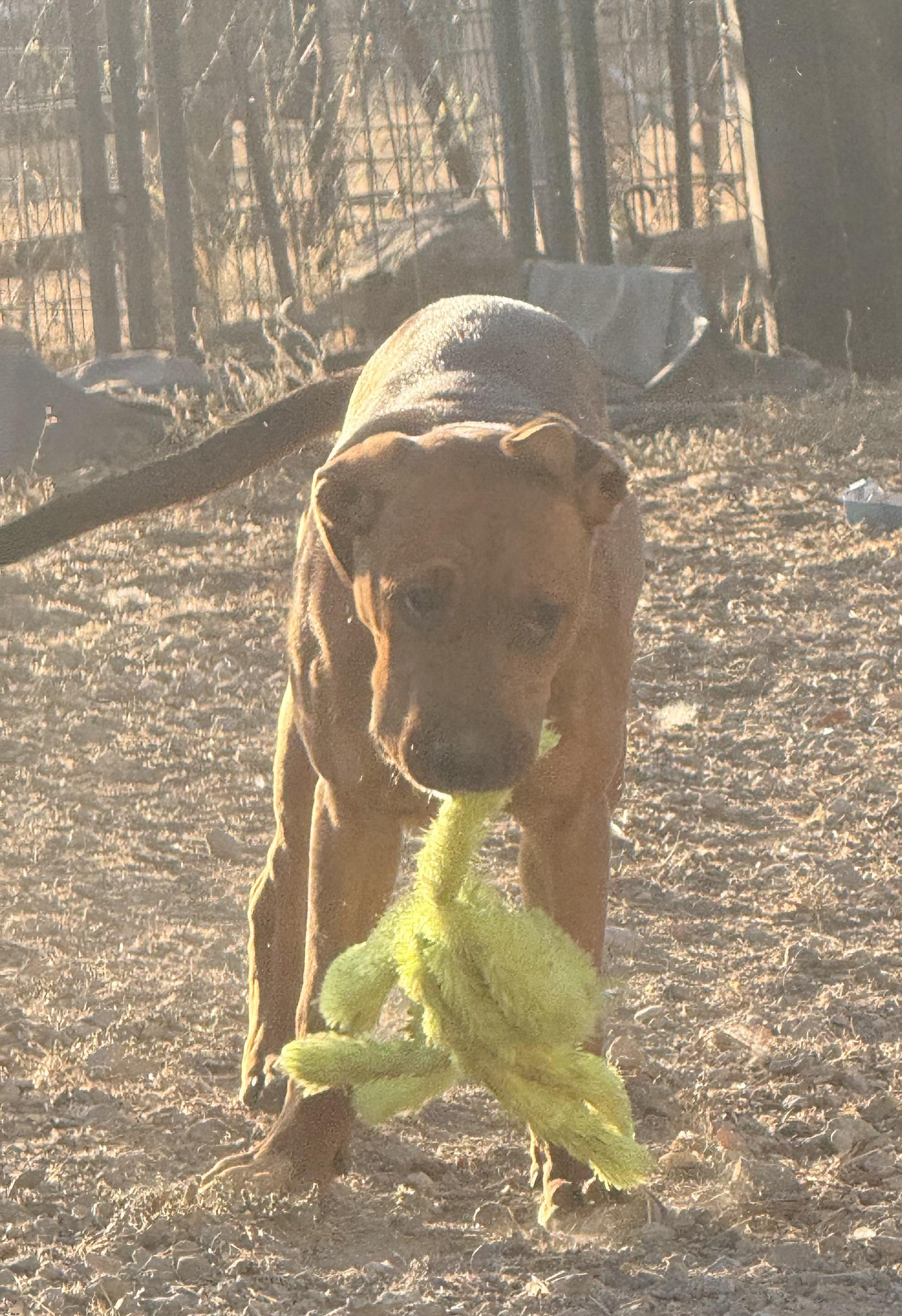 Enlarge Bo Peep, a Adoptable mixed breed in valley springs, CA image 3/6