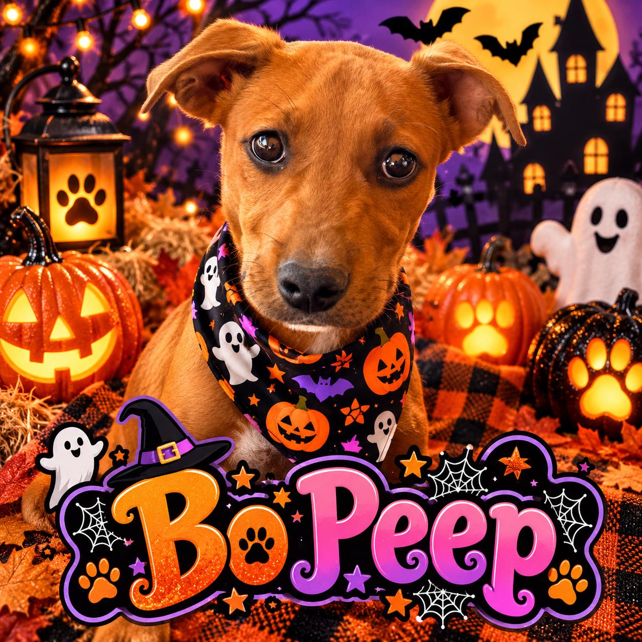 Enlarge Bo Peep, a Adoptable mixed breed in valley springs, CA image 1/6