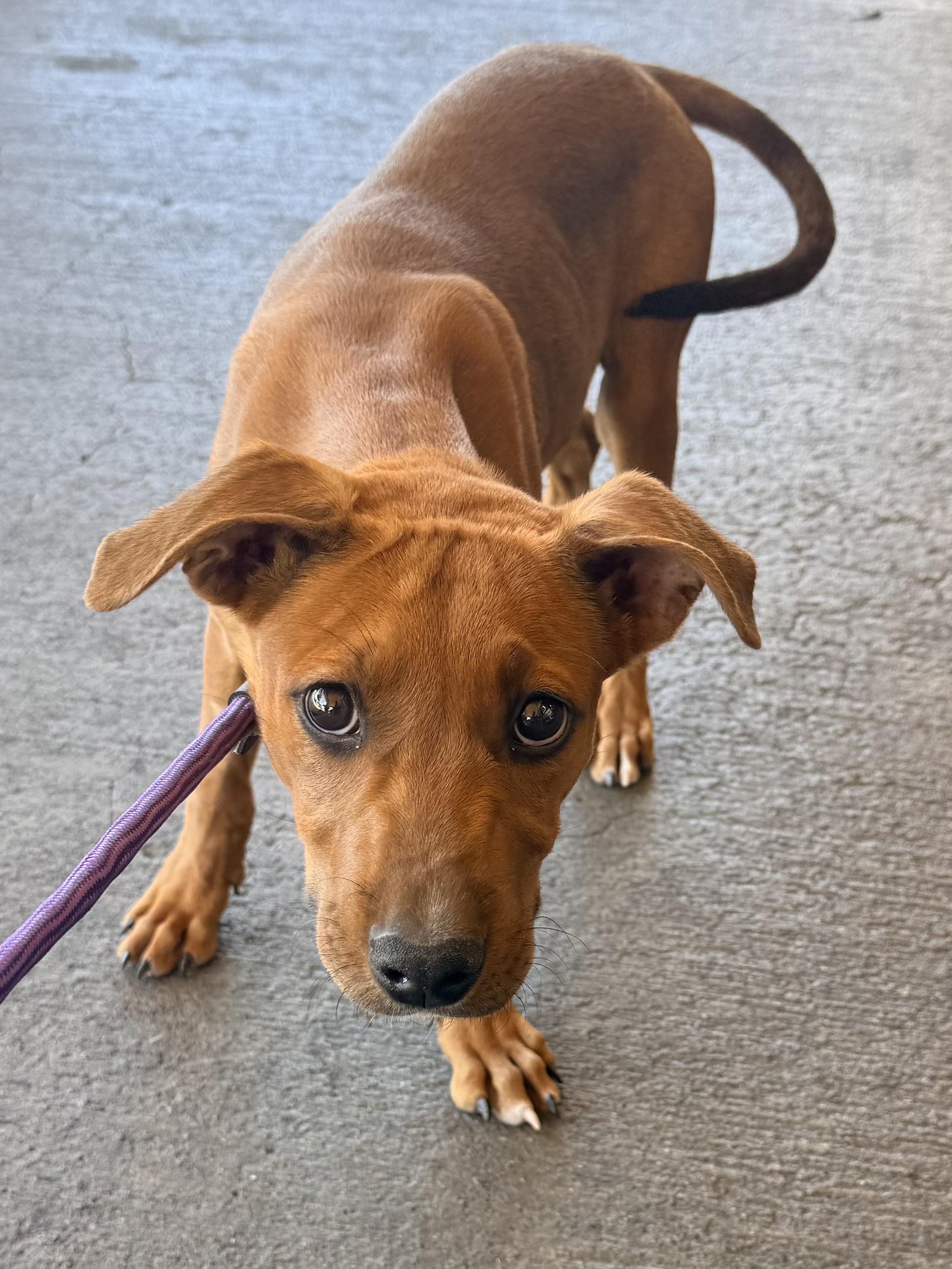 Bo Peep, a ADOPTABLE mixed breed in valley springs, CA image 2/2