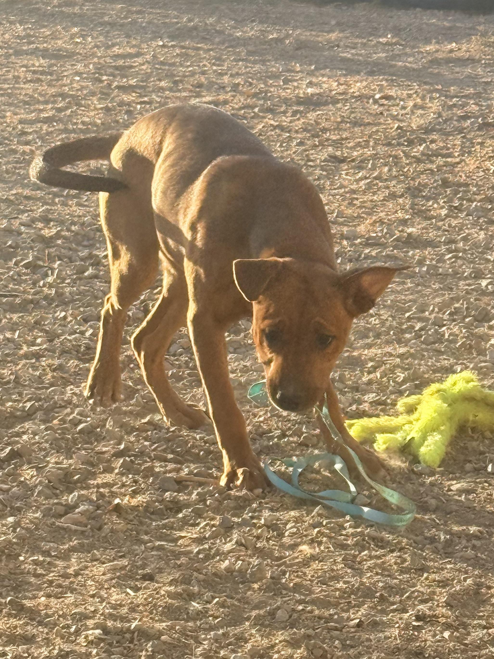Enlarge Bo Peep, a Adoptable mixed breed in valley springs, CA image 2/6