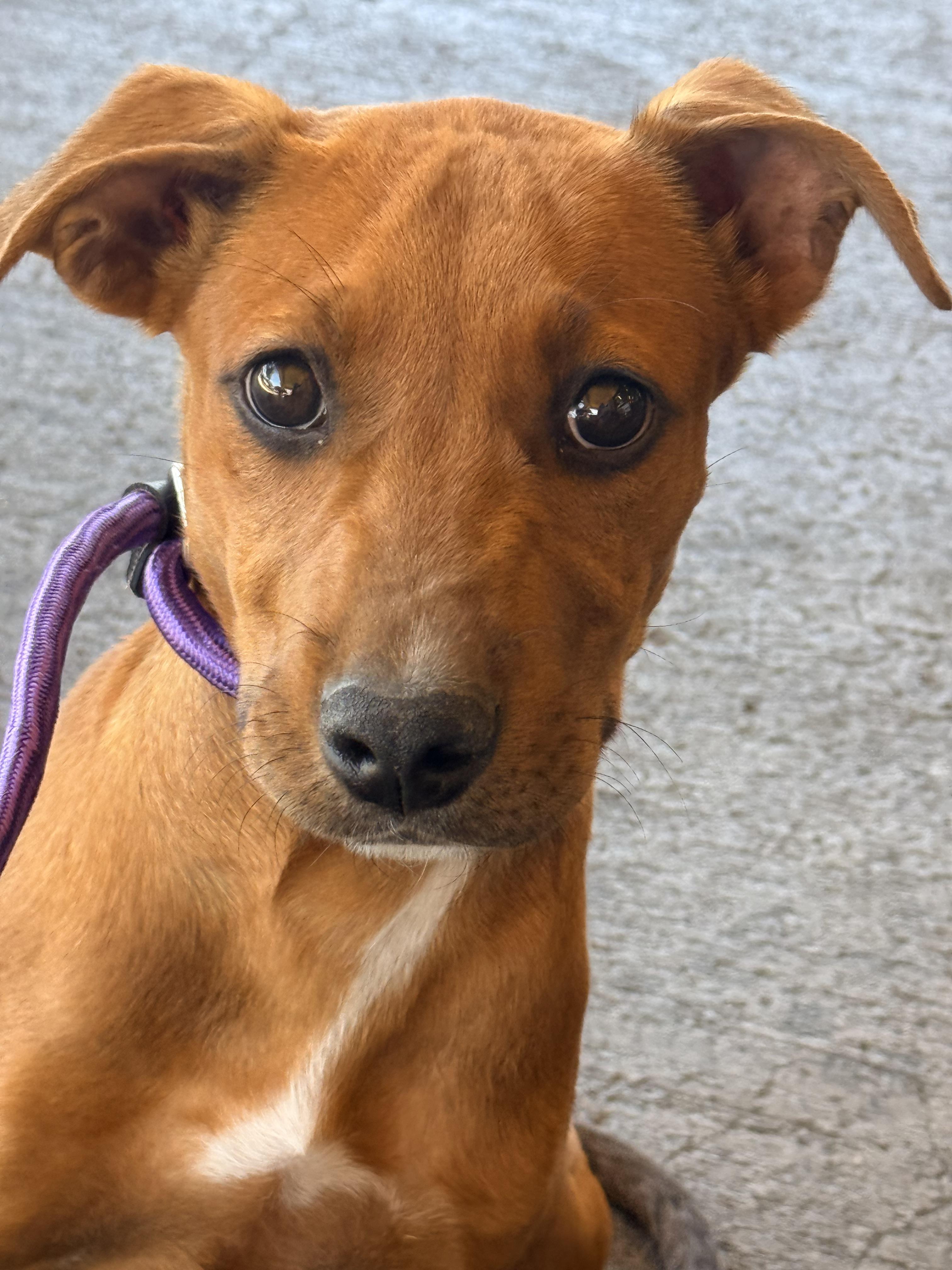 Bo Peep, ADOPTABLE, Young Female Chocolate Labrador Retriever & American Staffordshire Terrier.