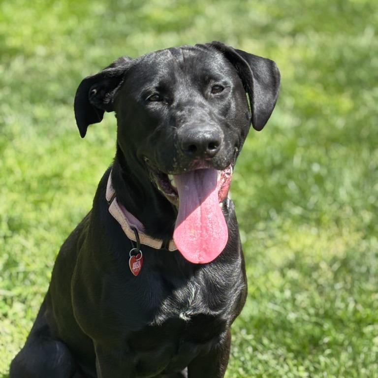 Enlarge Odin, a Adoptable Mixed Breed in Medford, OR image 1/1