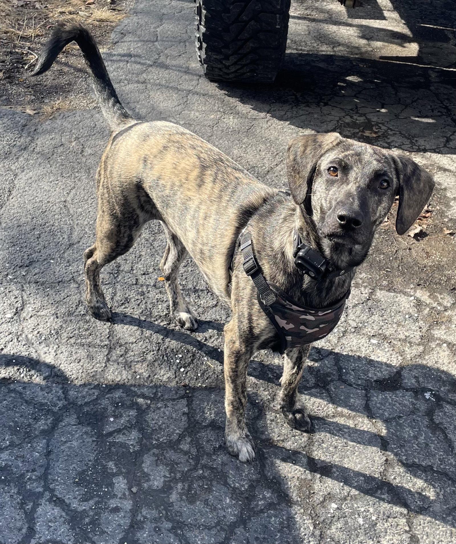 Poptart-Awesome Family Dog for all ages, Adopted, Young Male Hound.