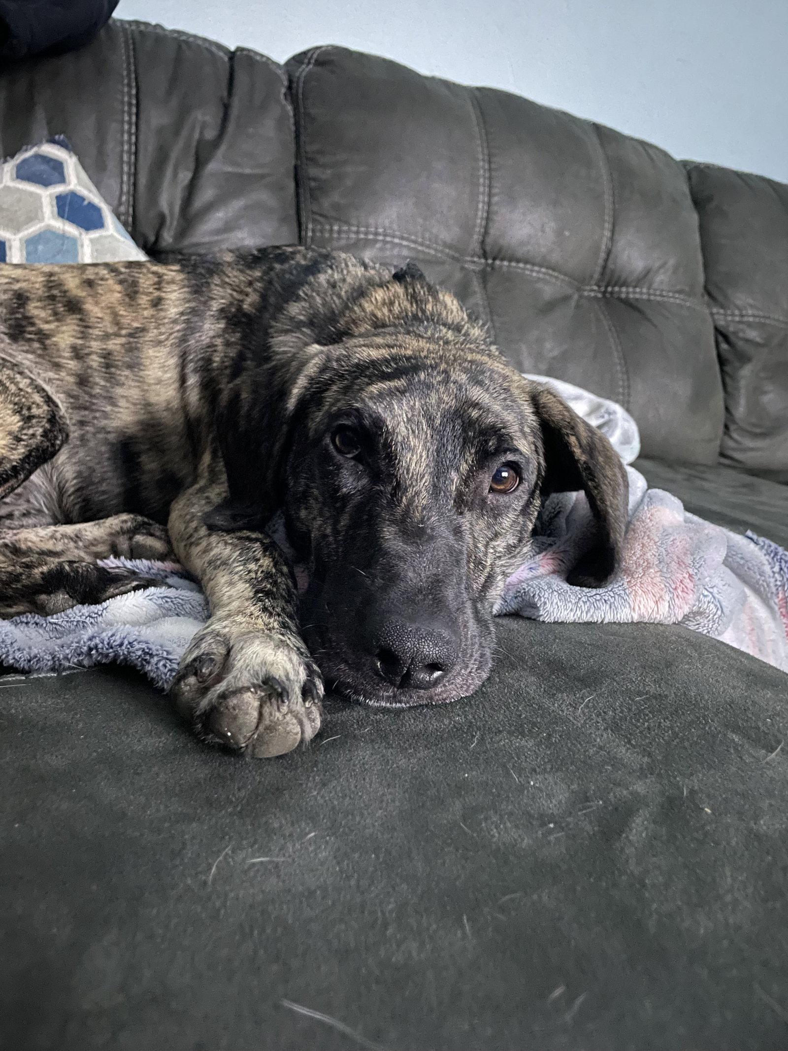 Enlarge Poptart-Awesome Family Dog for all ages, a Adopted Hound in Rootstown, OH image 2/2