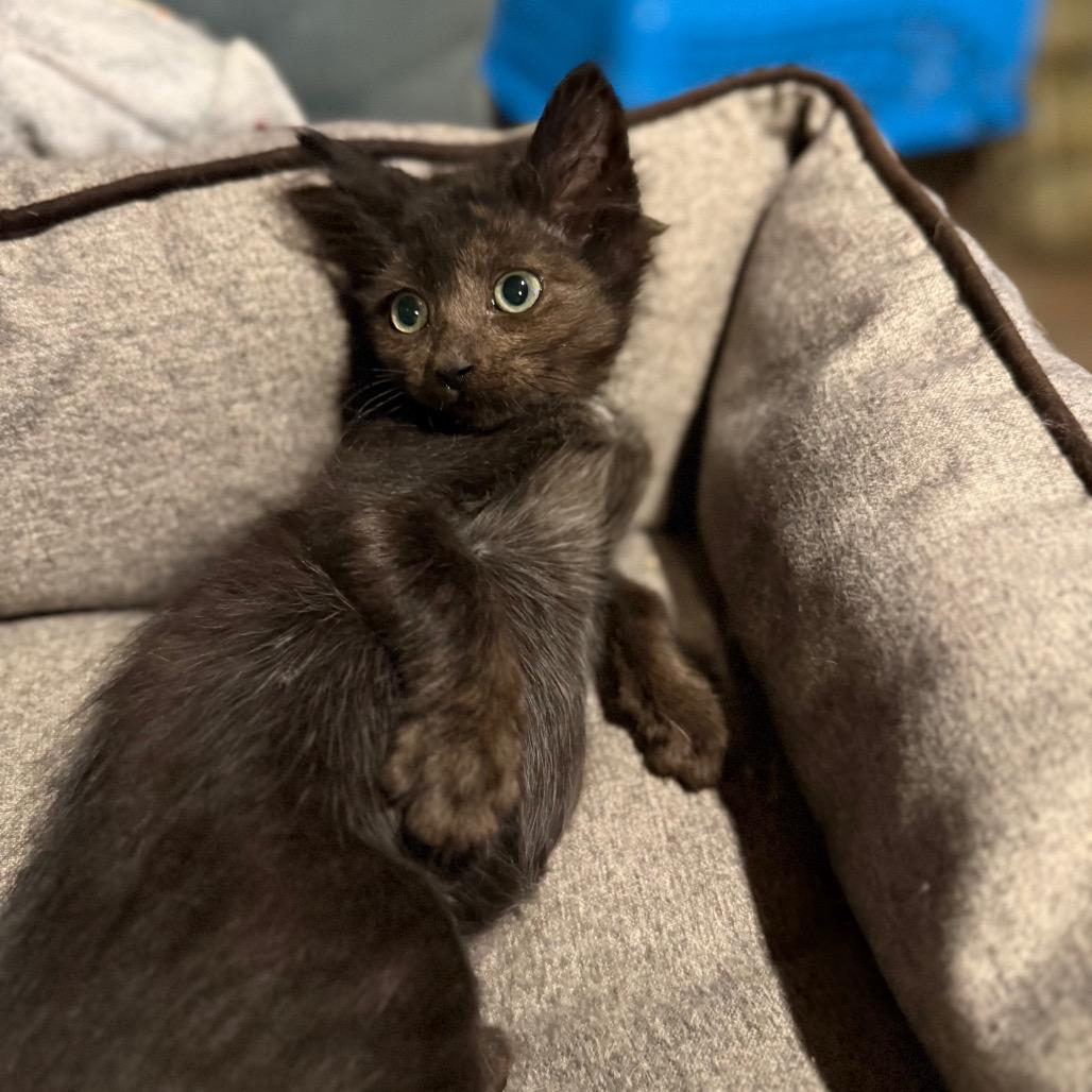 Enlarge Mr. Krabs, a Adoptable Domestic Short Hair in Jarrettsville, MD image 1/6
