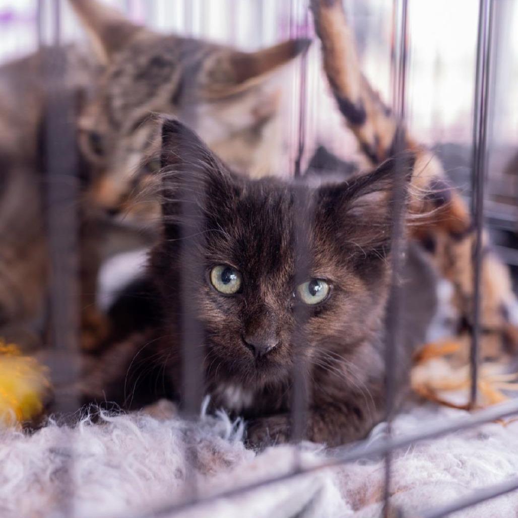 Enlarge Mr. Krabs, a Adoptable Domestic Short Hair in Jarrettsville, MD image 2/6