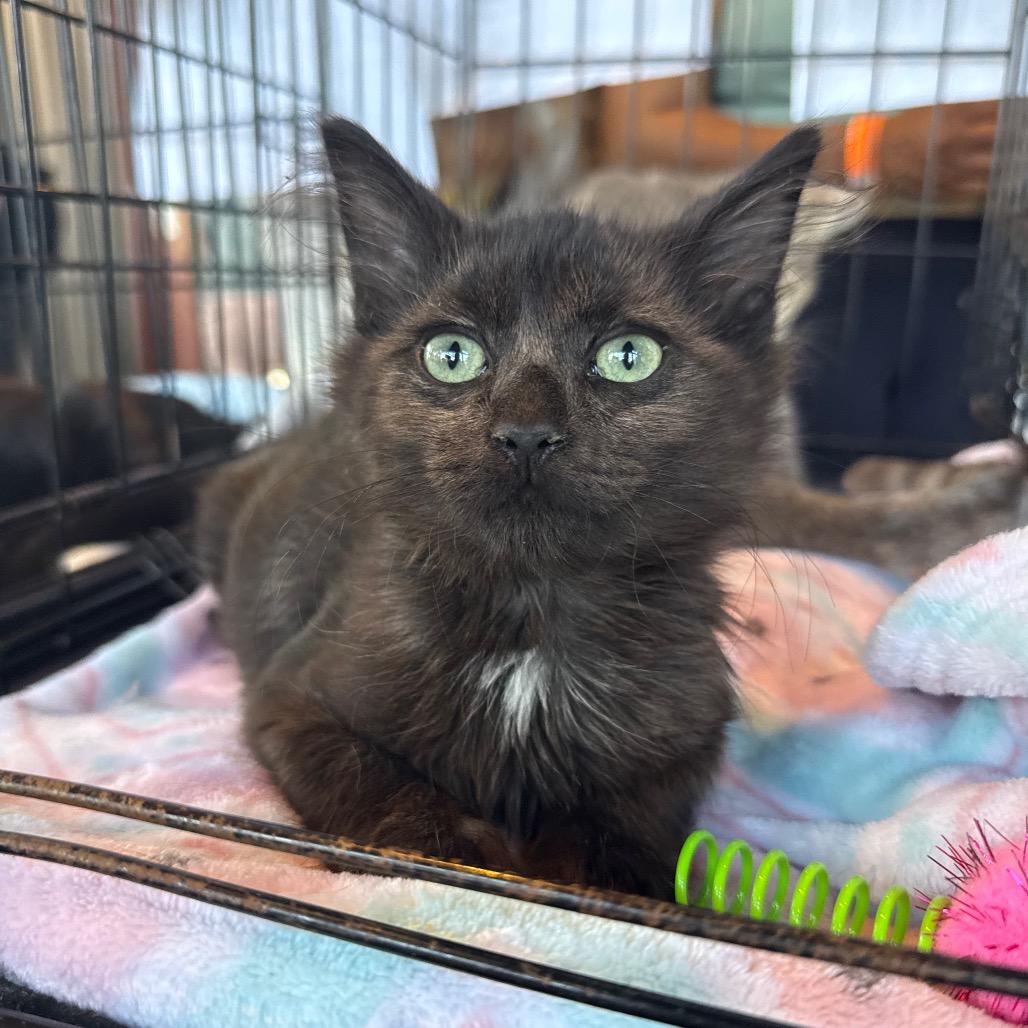 Enlarge Mr. Krabs, a Adoptable Domestic Short Hair in Jarrettsville, MD image 4/6