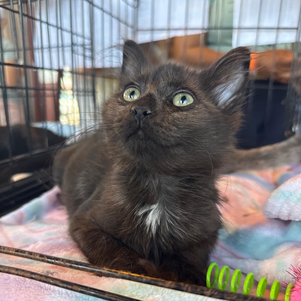 Enlarge Mr. Krabs, a Adoptable Domestic Short Hair in Jarrettsville, MD image 5/6