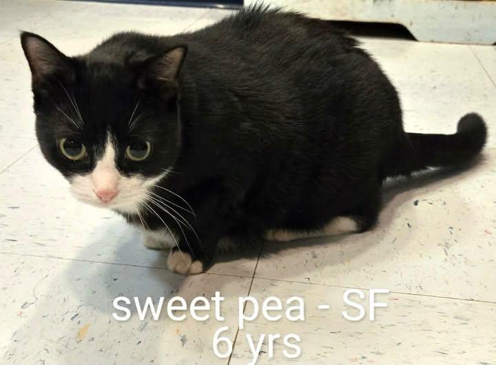 Sweetpea photo