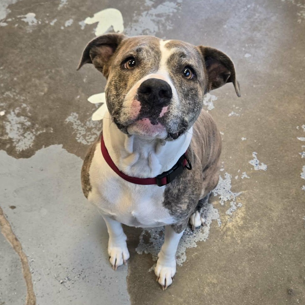 Lavender, a ADOPTABLE mixed breed in Martinsville, IN image 4/4