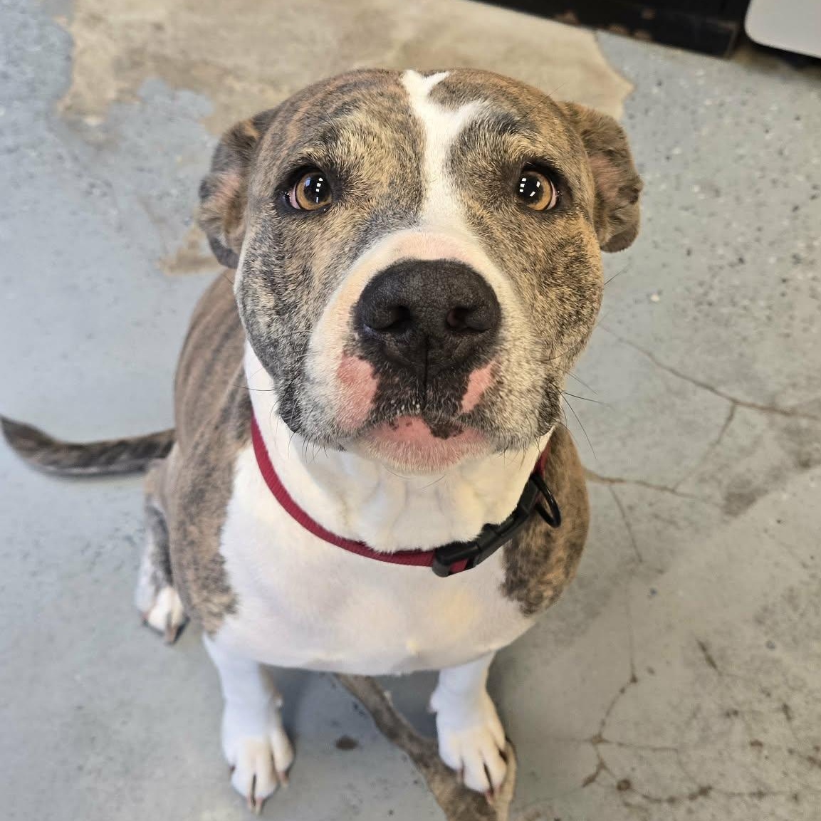 Lavender, a ADOPTABLE mixed breed in Martinsville, IN image 1/4