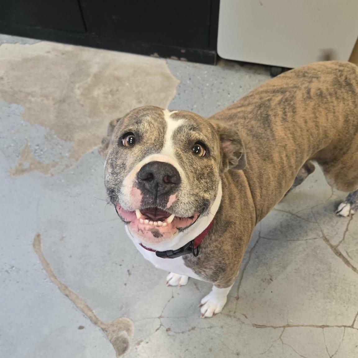Lavender, a ADOPTABLE mixed breed in Martinsville, IN image 2/4