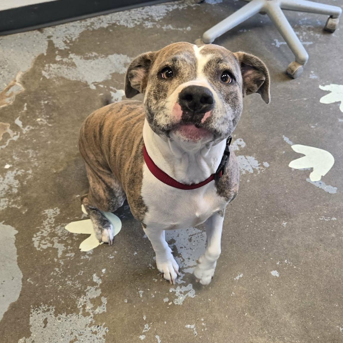 Lavender, a ADOPTABLE mixed breed in Martinsville, IN image 3/4