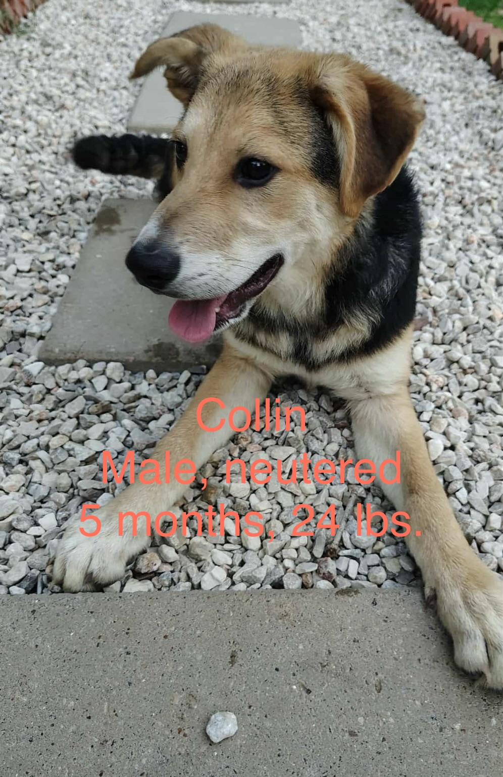 Collin, Adoptable, Puppy Male German Shepherd Dog & Hound.