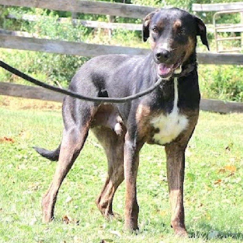 DREDD "In NY: Foster or Forever Home Needed!", a Adoptable mixed breed in New York, NY image 4/5