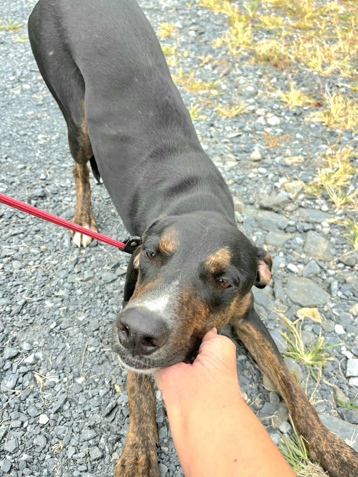 DREDD "In NY: Foster or Forever Home Needed!", a Adoptable mixed breed in New York, NY image 3/5