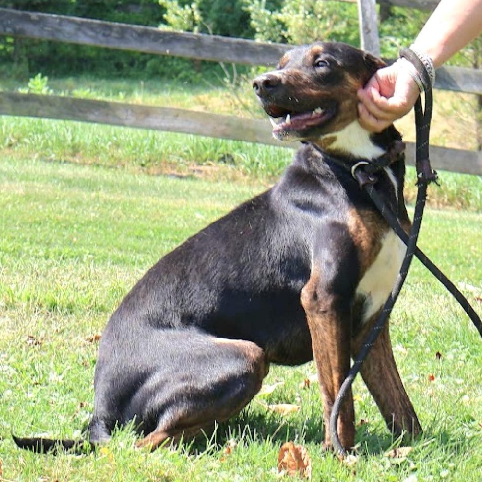 DREDD "In NY: Foster or Forever Home Needed!", a Adoptable mixed breed in New York, NY image 5/5