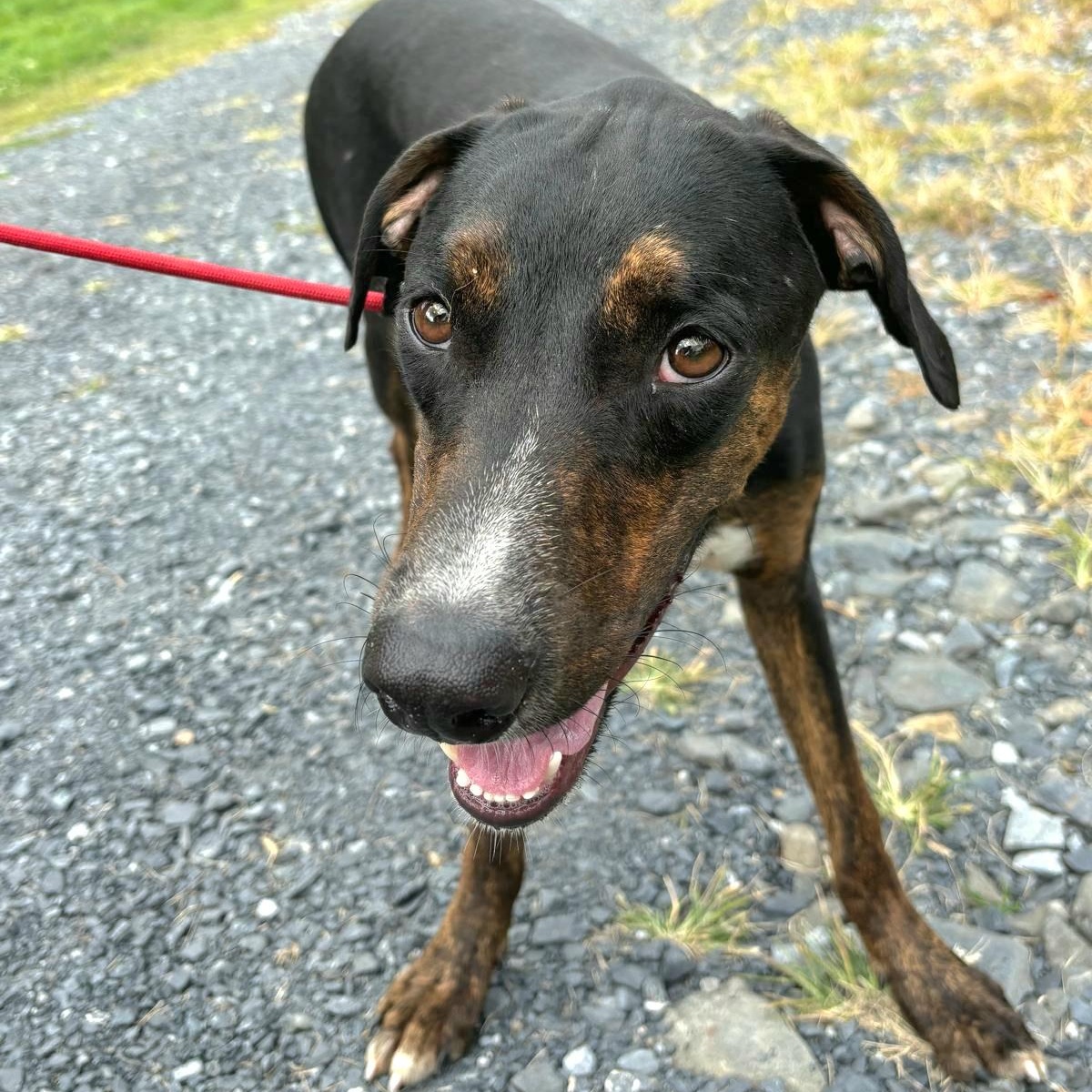 DREDD "In NY: Foster or Forever Home Needed!", a Adoptable mixed breed in New York, NY image 2/5