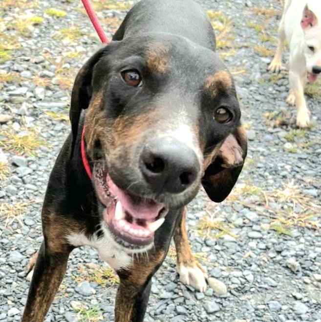 DREDD "In NY: Foster or Forever Home Needed!", a Adoptable mixed breed in New York, NY image 1/5