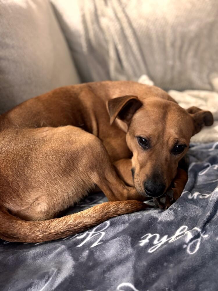 Autumn Raye, Adopted, Young Female Carolina Dog & Jack Russell Terrier.