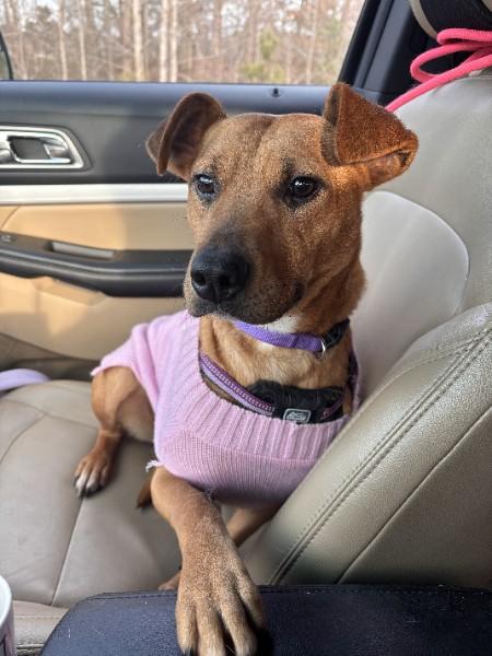 Enlarge Autumn Raye, a Adopted mixed breed in Gillsville, GA image 3/5