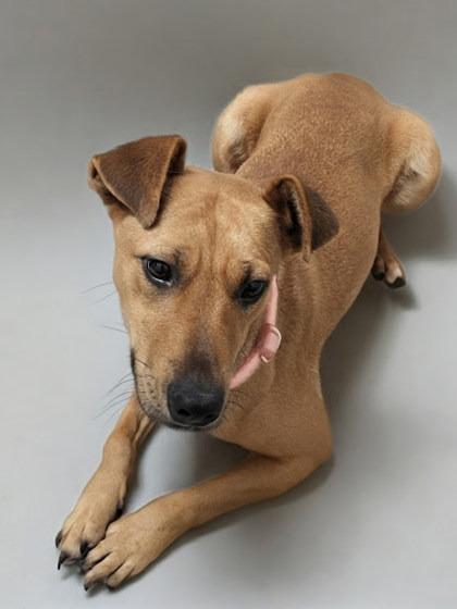 Enlarge Autumn Raye, a Adopted mixed breed in Gillsville, GA image 4/5