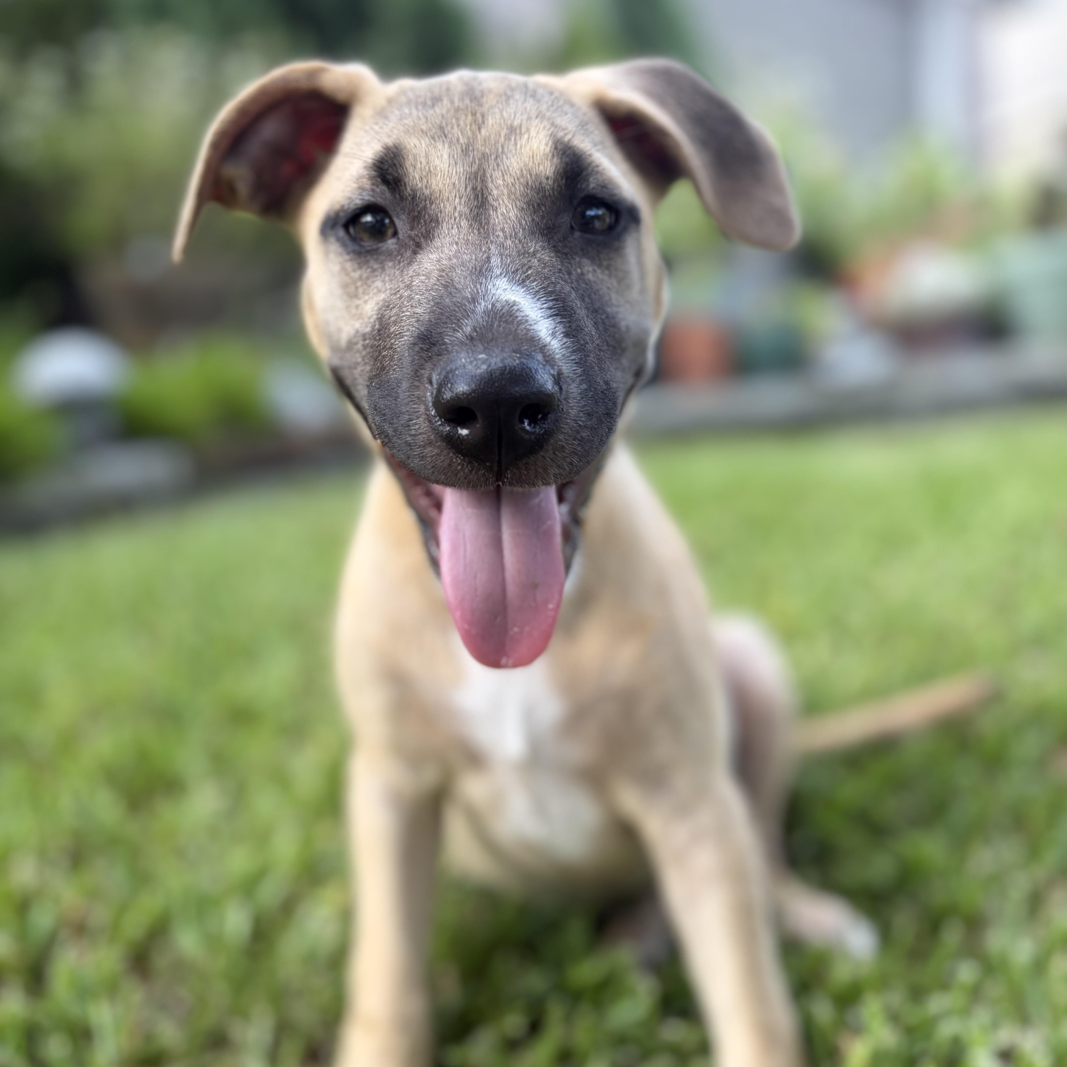 Nova, Adoptable, Puppy Female Black Mouth Cur.