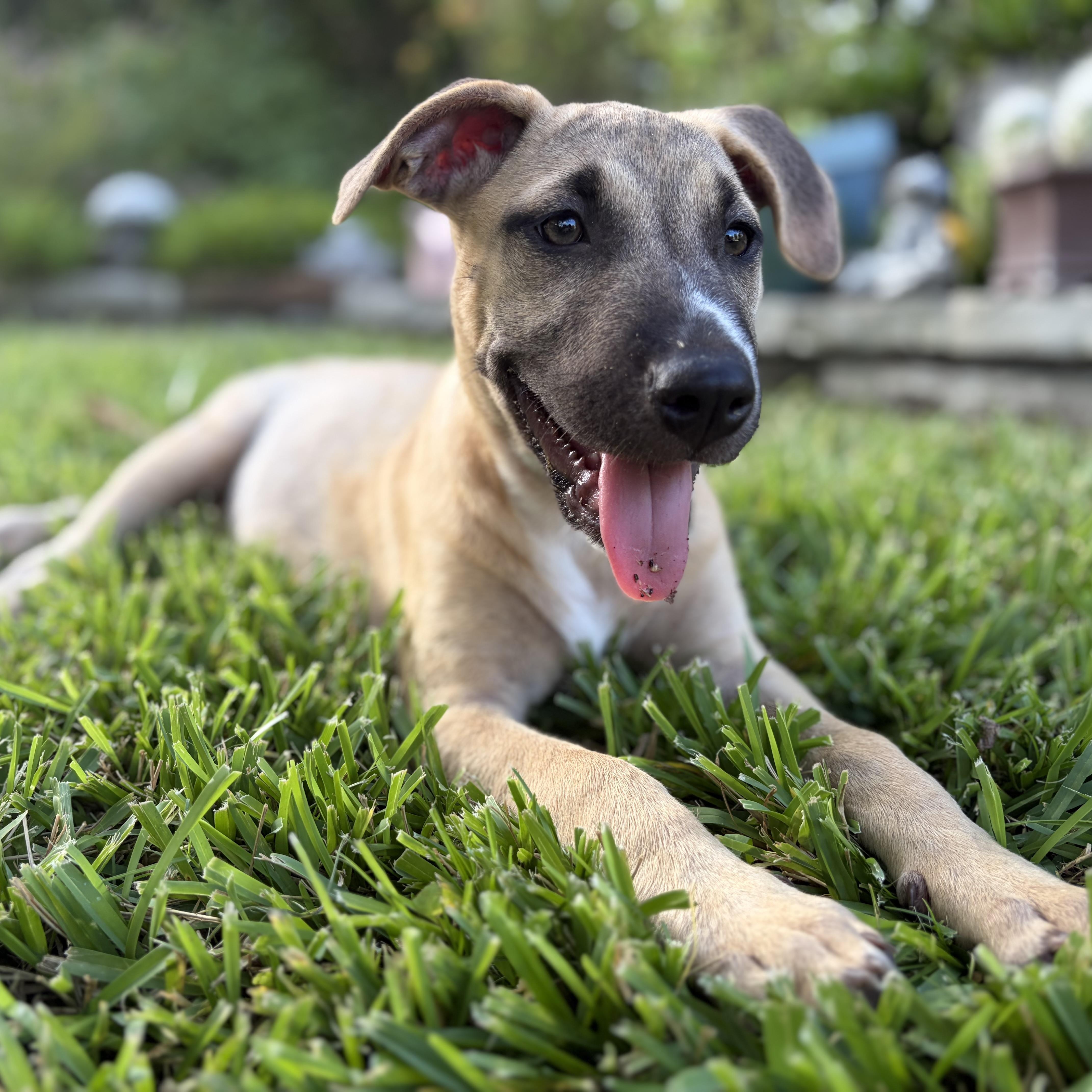 Enlarge Nova, a Adoptable mixed breed in White River Junction , VT image 4/5