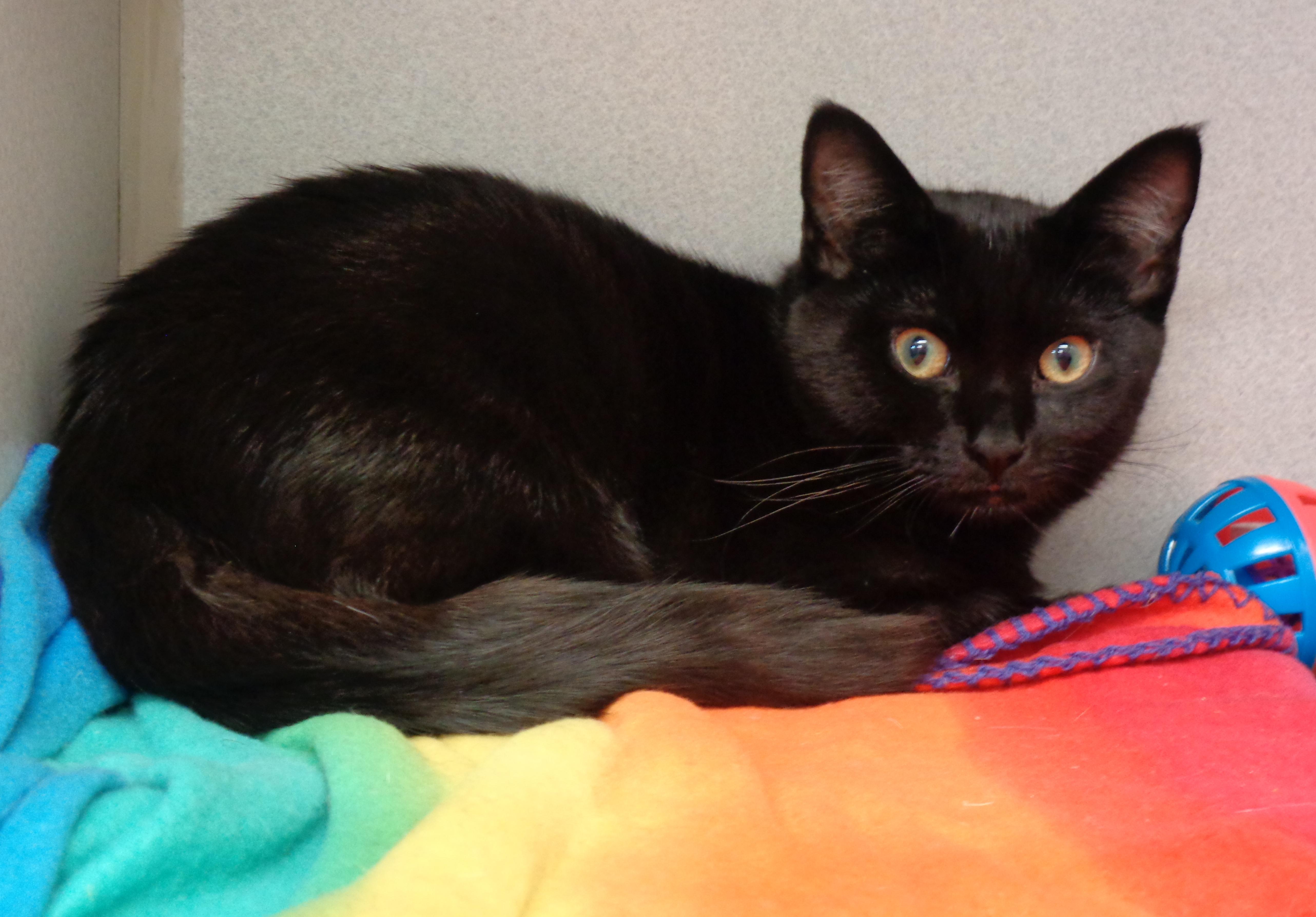 BLAKE, Adoptable, Kitten Male Domestic Short Hair.