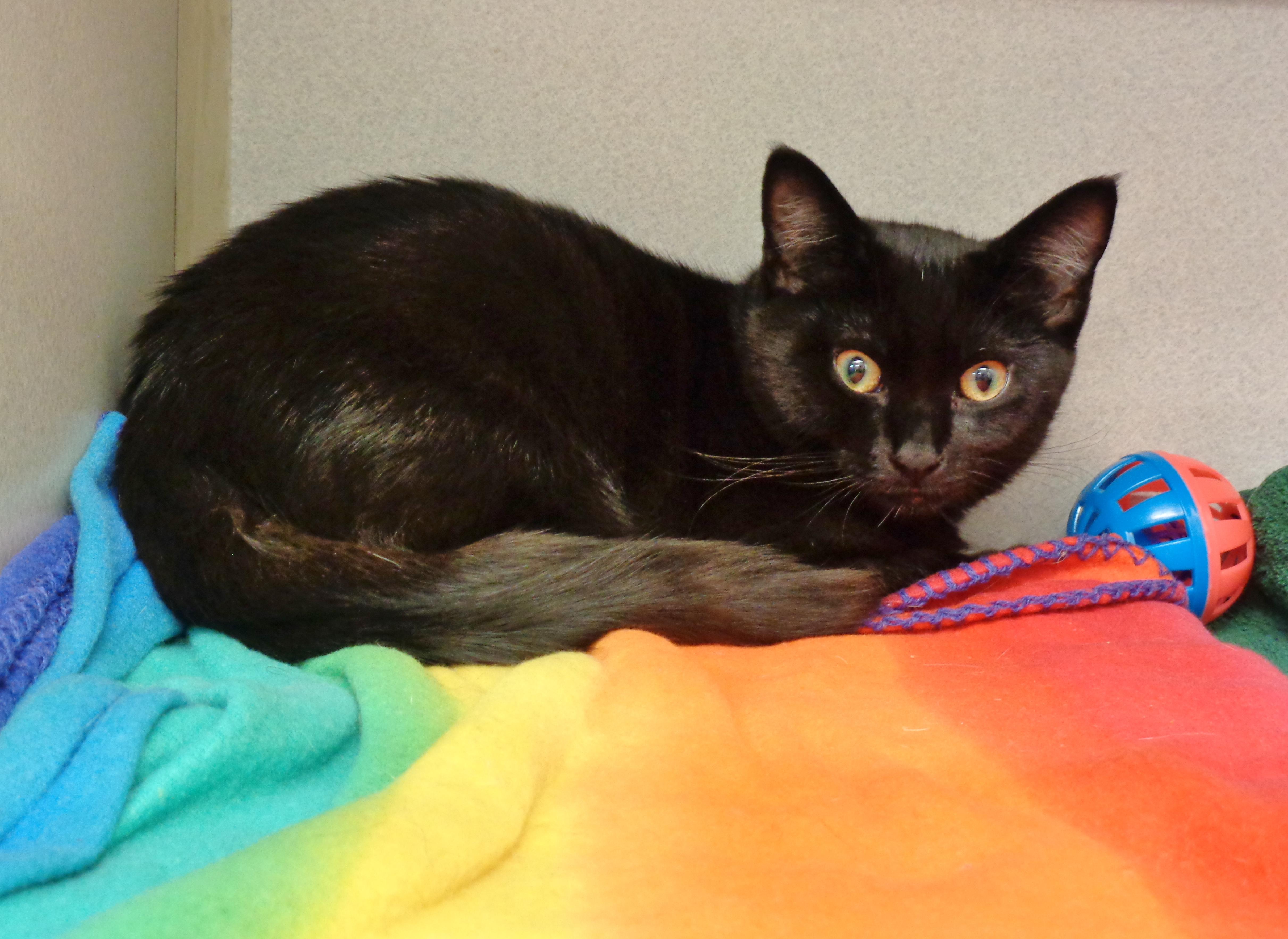 Enlarge BLAKE, a Adopted Domestic Short Hair in Delhi, NY image 6/6