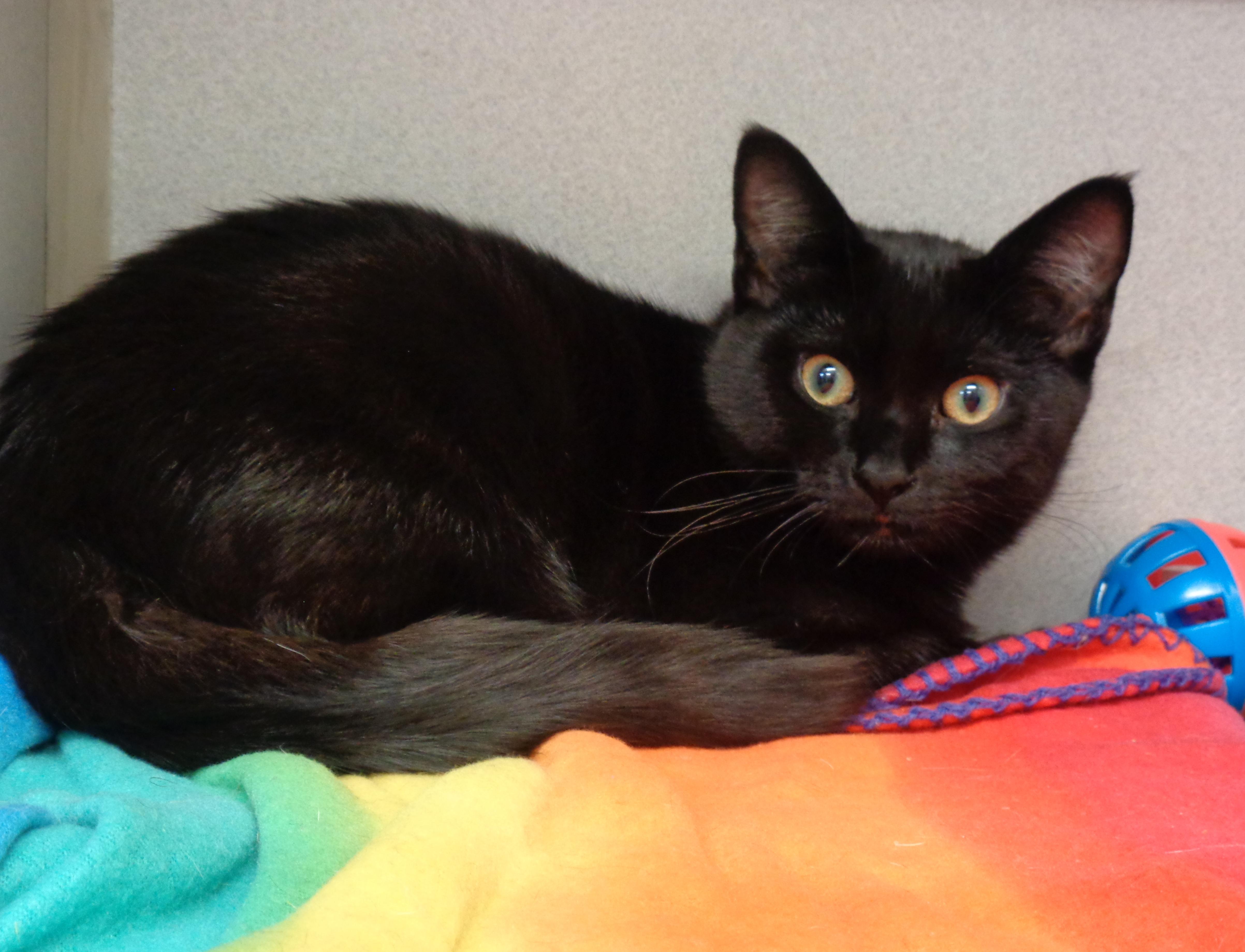 Enlarge BLAKE, a Adopted Domestic Short Hair in Delhi, NY image 2/6