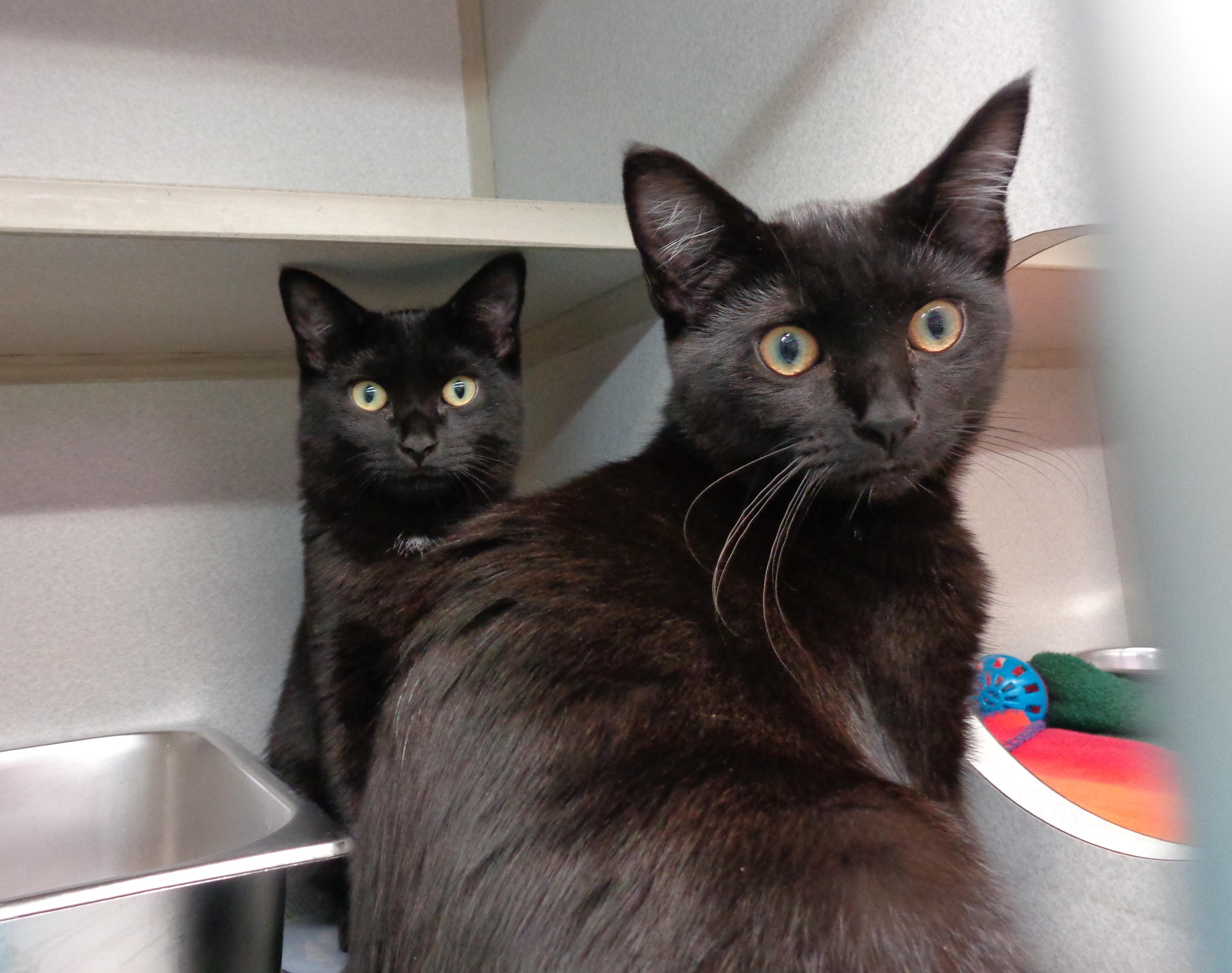 Enlarge BLAKE, a Adopted Domestic Short Hair in Delhi, NY image 4/6