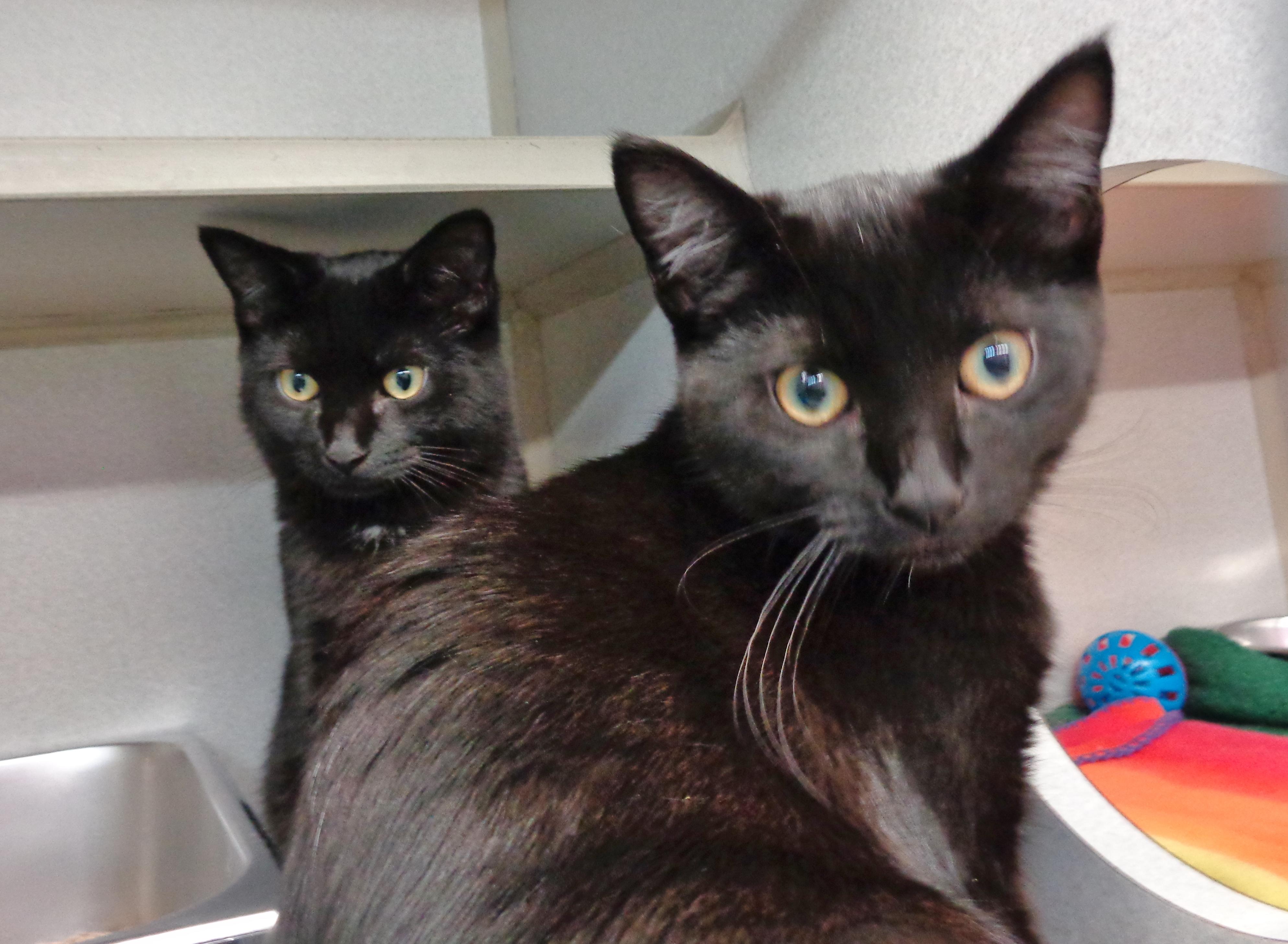 Enlarge BLAKE, a Adopted Domestic Short Hair in Delhi, NY image 3/6