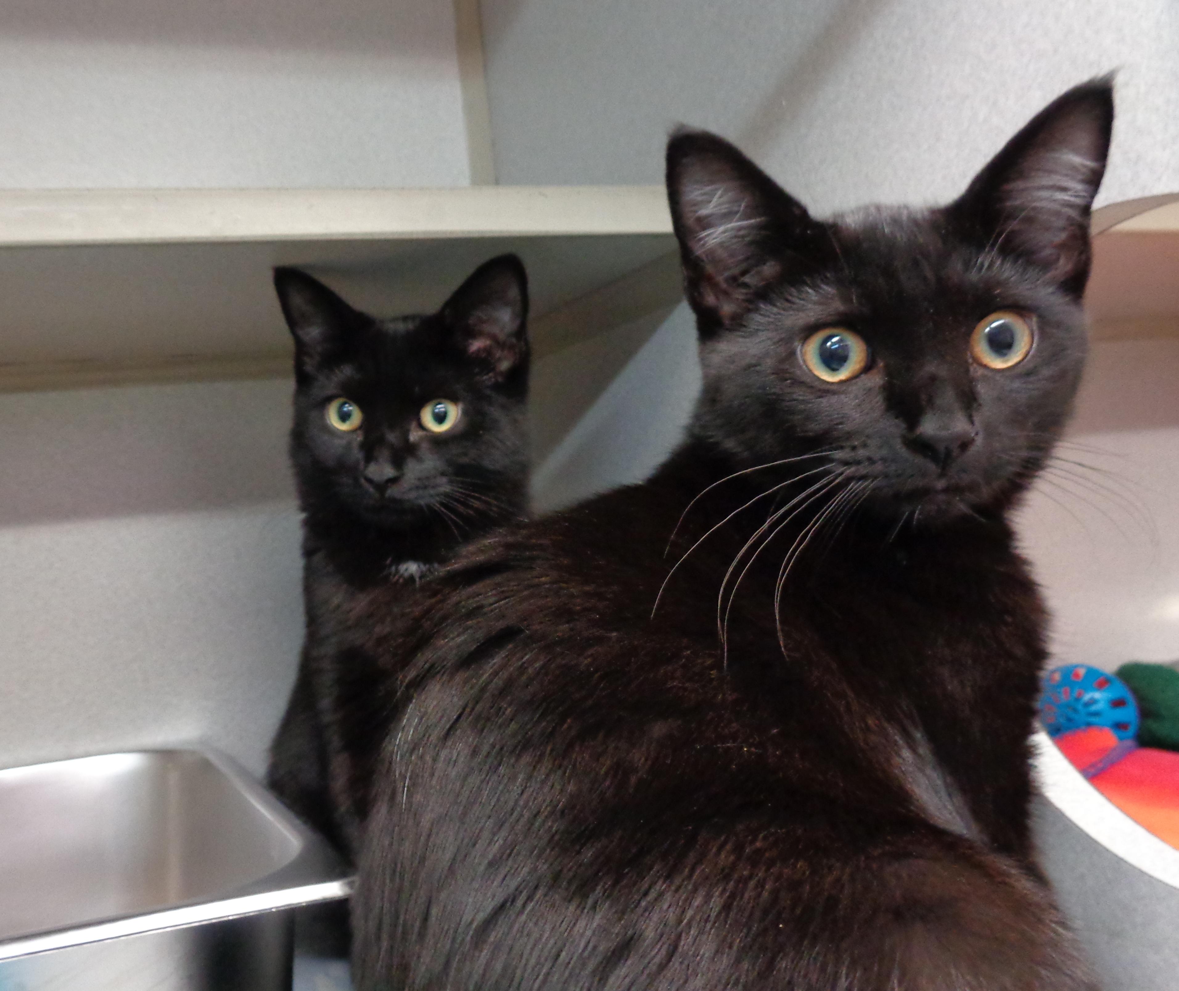Enlarge BLAKE, a Adopted Domestic Short Hair in Delhi, NY image 5/6