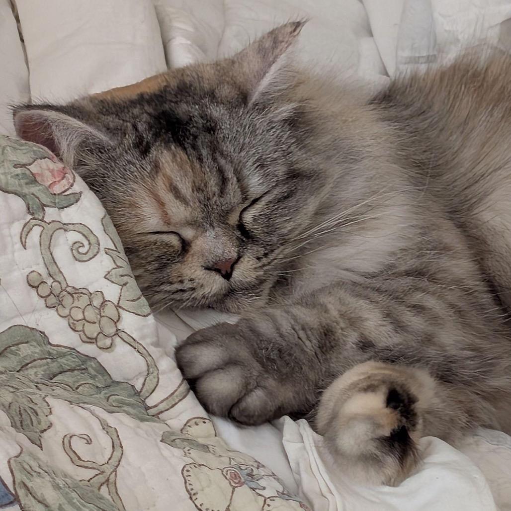 Shilo, Adoptable, Adult Female Persian.