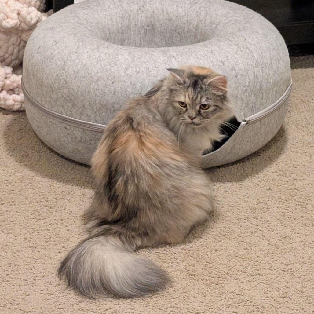 Enlarge Shilo, a Adoptable Persian in Austin, TX image 2/4