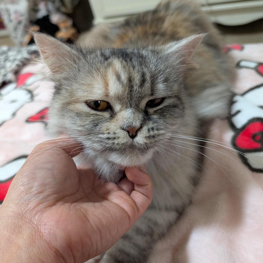 Enlarge Shilo, a Adoptable Persian in Austin, TX image 3/4