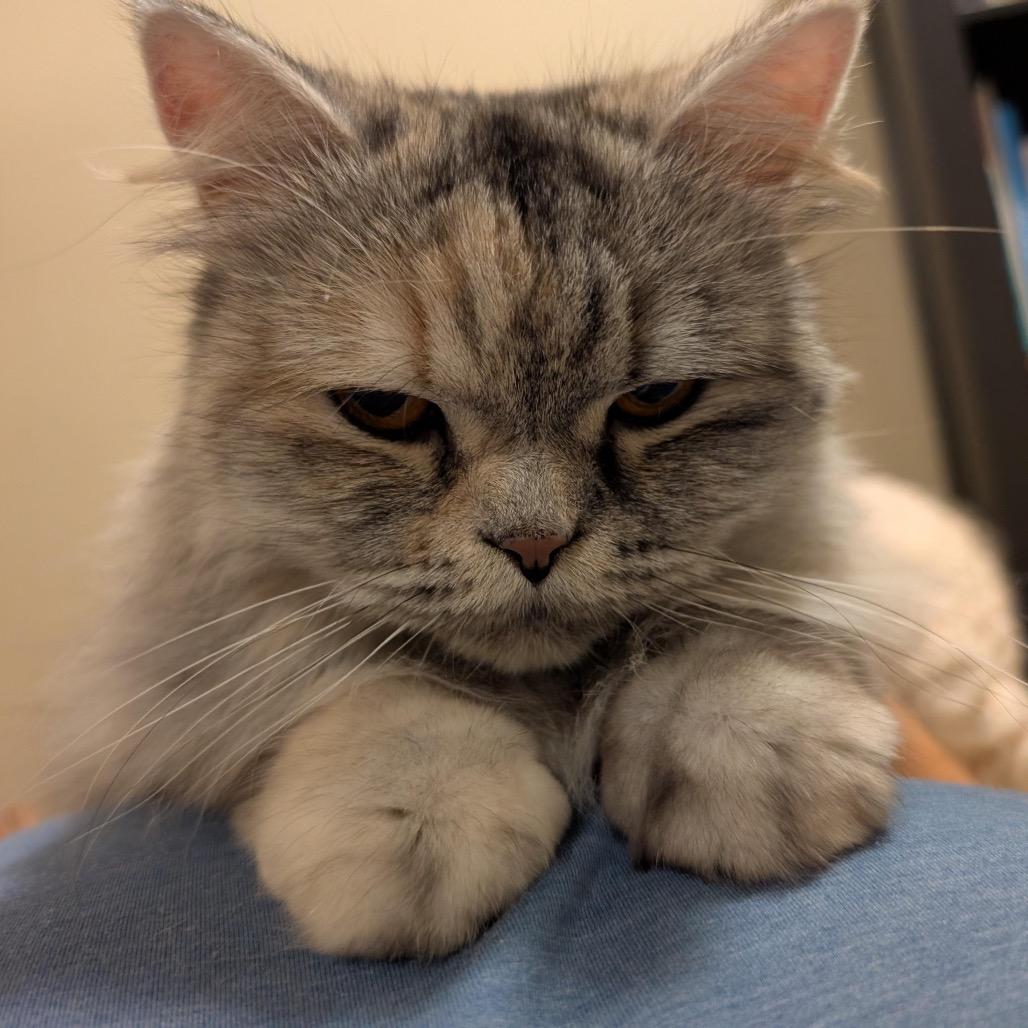 Enlarge Shilo, a Adoptable Persian in Austin, TX image 4/4