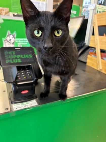 Mischief, Adoptable, Young Male Domestic Short Hair & Domestic Short Hair.