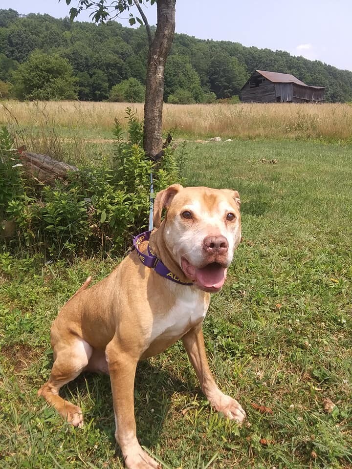 Enlarge Coney, a Adoptable mixed breed in Stuarts Draft, VA image 1/4